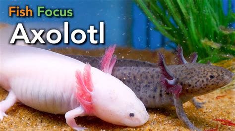 oxalato fish.
